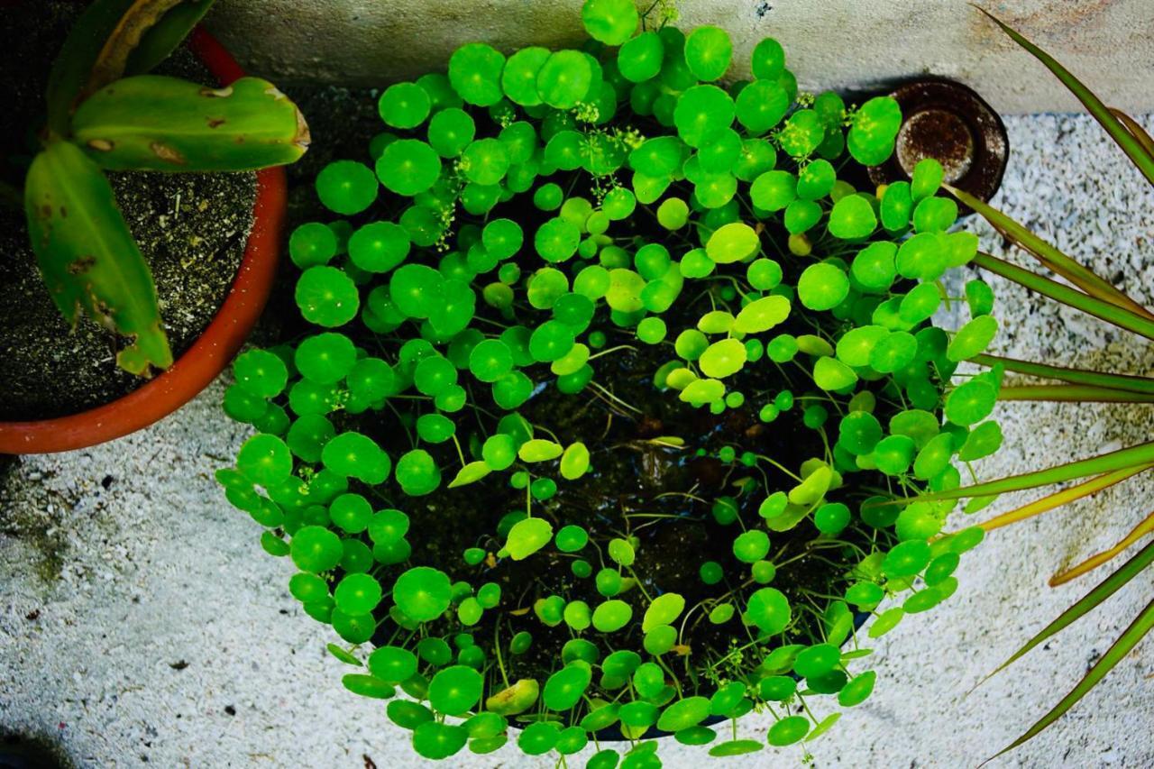 Midsummer Thulusdhoo Kültér fotó